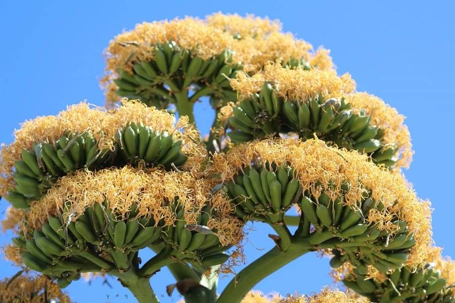 Agave avellanidens